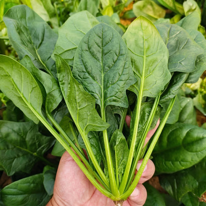 Spinach Seeds Leafy Vegetable Plant for Garden Growing