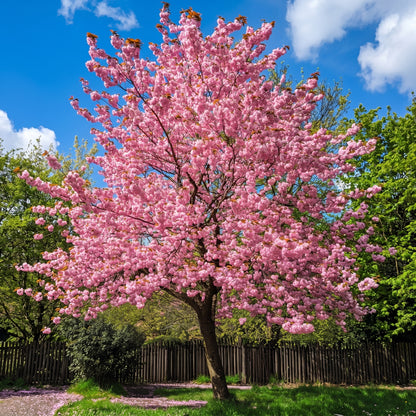 Cherry Blossom Seeds Flower Tree Plant for Garden Growing