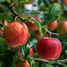Apple Seeds Fruit Plant for Garden Growing