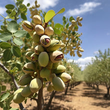 Pistachio Tree Seeds for Outdoor Garden Planting