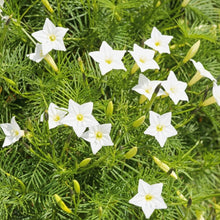 White Cardinal Climber Vine Seeds for Pollinator Garden Planting