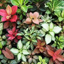 Mixed Aglaonema Plant Seeds for Indoor Decorative Gardens