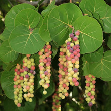 Coccoloba Uvifera Fruit Seeds for Tropical Garden Planting