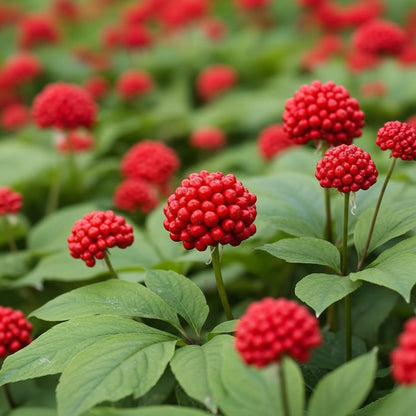 Panax Ginseng Seeds for Shade Herb Garden Planting