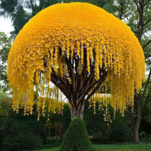 Golden Shower Tree Seeds for Decorative Landscape Planting