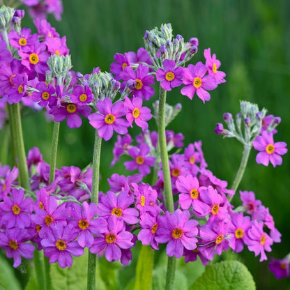 Primula Flaccida Nutans Flower Seeds For Planting