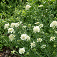 Scabiosa Columbaria Ochroleuca Seeds for Garden Planting