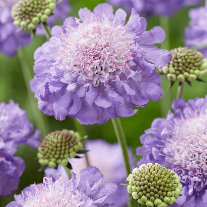 Scabiosa Columbaria Misty Butterflies Seeds for Garden Planting