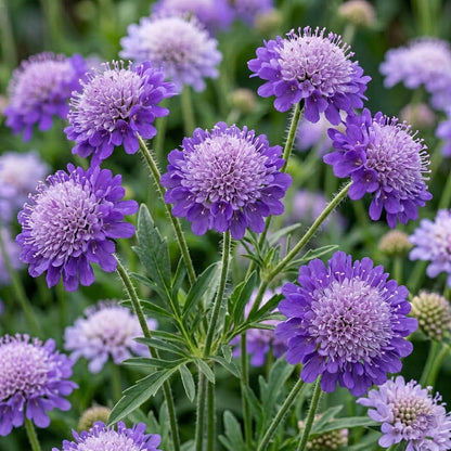Scabiosa Incisa Seeds for Garden Planting