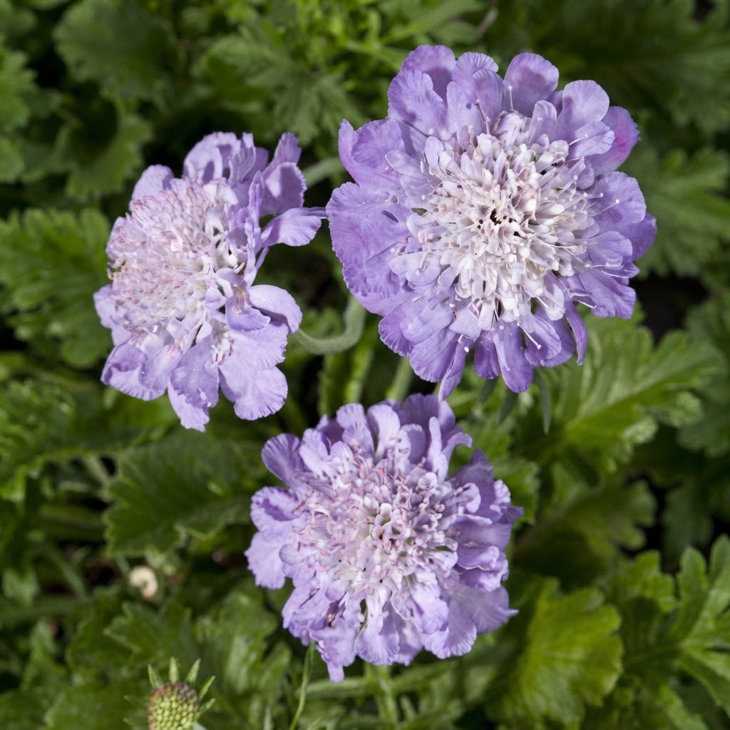 Scabiosa Drakensbergensis Seeds for Garden Planting