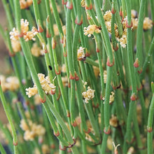 Ephedra sinica Seeds for Planting