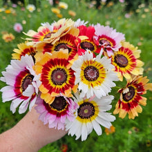 Rainbow Chrysanthemum Flower Seeds for Planting