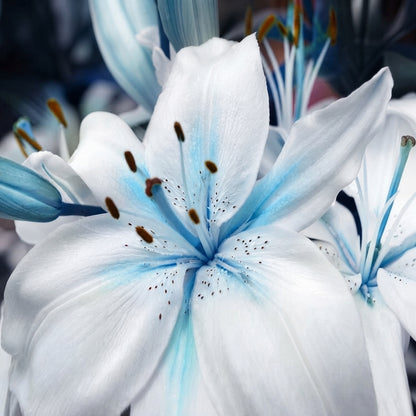 Blue Heart Lily Seeds for Planting