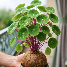 Stephania Seeds – Stephania Plant Seeds for Container Growing