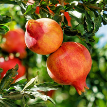 Pomegranate Tree Seeds (Punica granatum) – Pomegranate Fruit Tree Seeds