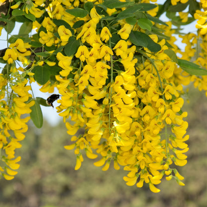 Siberian Peashrub Seeds (Caragana arborescens) – Flowering Shrub Seeds