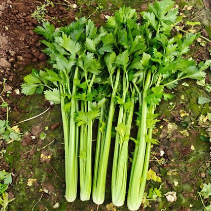 Chinese Celery Seeds – Leaf Celery Vegetable Seeds
