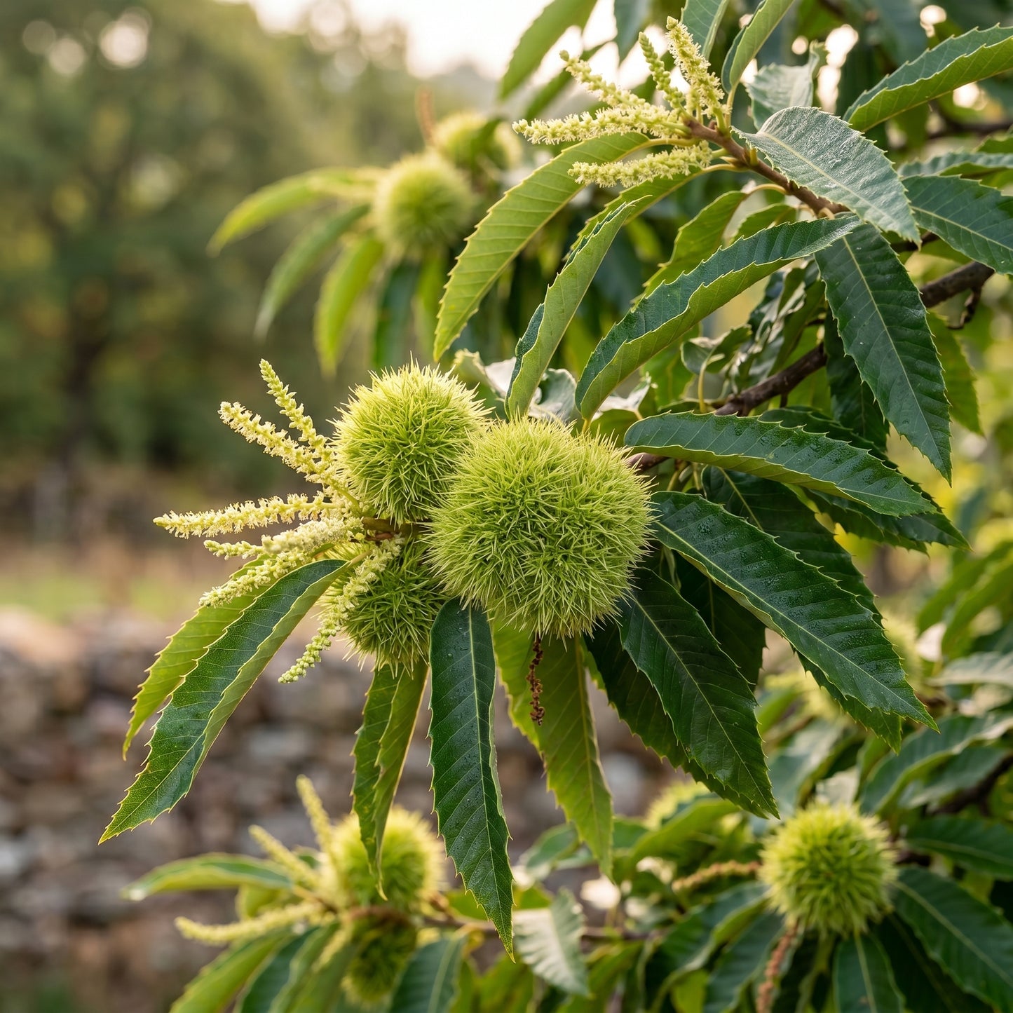 Chestnut Tree Seeds (Castanea mollissima) – Chinese Chestnut Tree Seeds