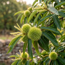 Chestnut Tree Seeds (Castanea mollissima) – Chinese Chestnut Tree Seeds
