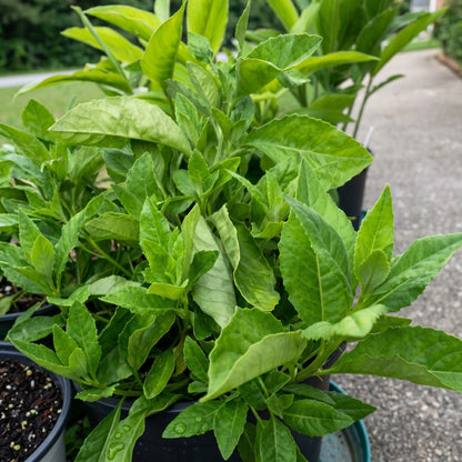 Longevity Spinach Plant (Gynura procumbens) – Live Leafy Vegetable Plant