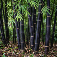 Purple Black Bamboo Seeds – Ornamental Bamboo Plant Seeds