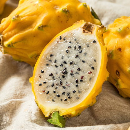 Yellow Dragon Fruit Plant – Hylocereus Megalanthus Cactus