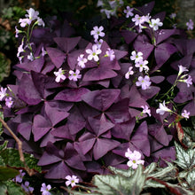 Shamrock Oxalis Bulbs – Decorative Plant