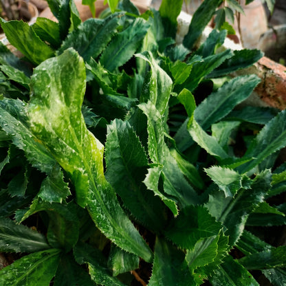 Culantro Herb Seeds for Home Gardens - Aromatic Tropical Herb Plants for Outdoor Beds & Container Growing