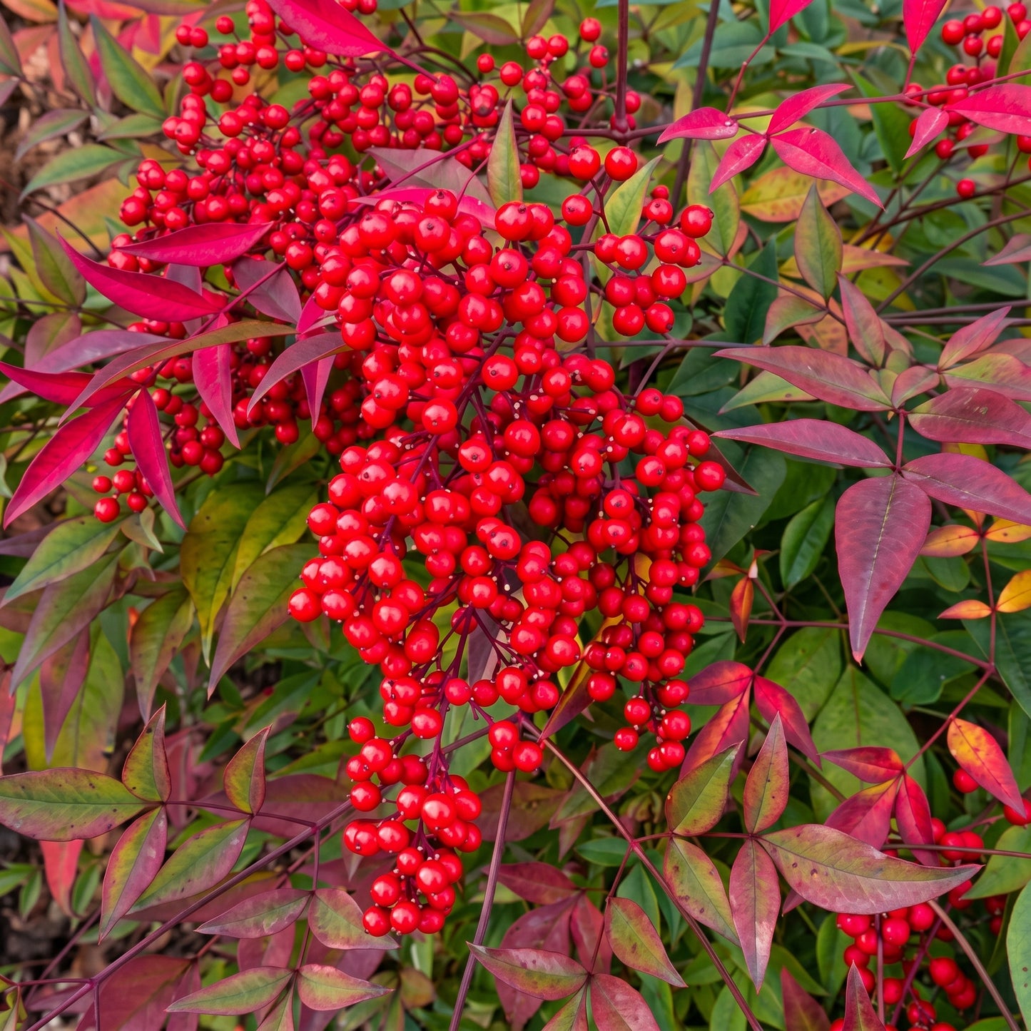 Heavenly Bamboo Shrub Seeds for Landscapes