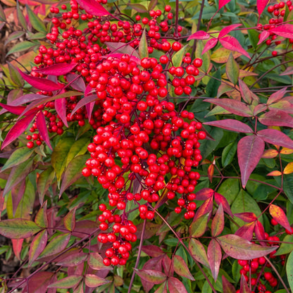 Heavenly Bamboo Shrub Seeds for Landscapes