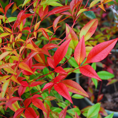 Heavenly Bamboo Shrub Seeds for Landscapes