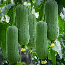 Smooth Sponge Gourd Seeds for Outdoor Growing