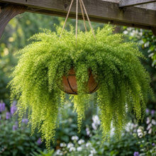Asparagus Fern Seeds for Containers