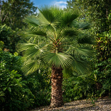 Chinese Fan Palm Tree Seeds