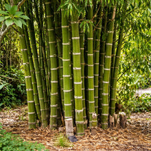 Giant Bamboo Seeds (Bambusa spp.) – Fast Growing Bamboo Seeds