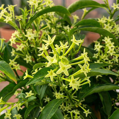 Night Fragrant Wood Seeds (Cestrum nocturnum) – Fragrant Flowering Shrub Seeds