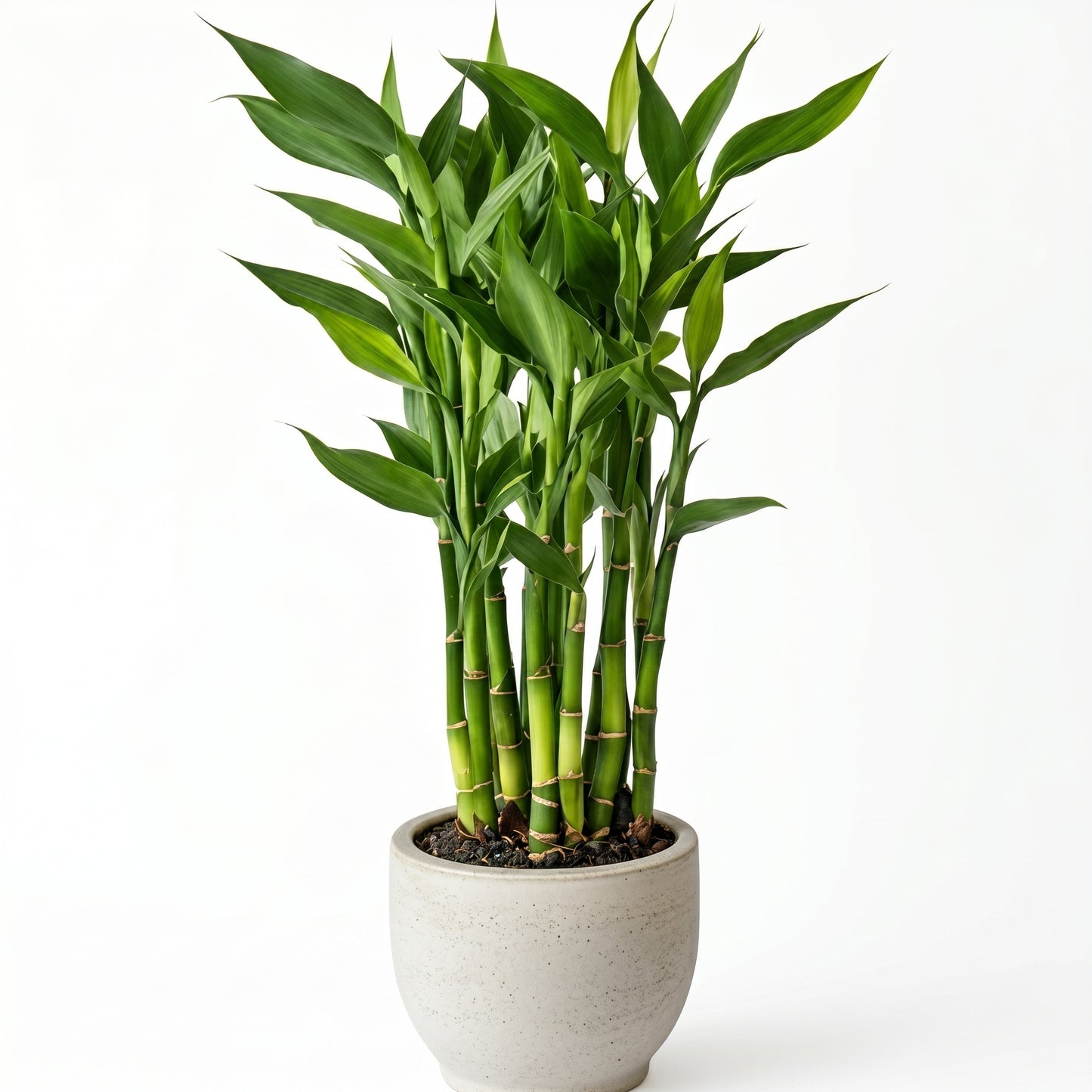 Lucky Bamboo Plant (Dracaena sanderiana) – Indoor Bamboo Live Plant
