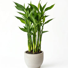 Lucky Bamboo Plant (Dracaena sanderiana) – Indoor Bamboo Live Plant