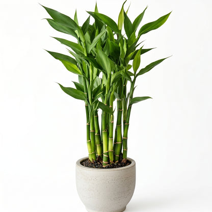Lucky Bamboo Plant (Dracaena sanderiana) – Indoor Bamboo Live Plant
