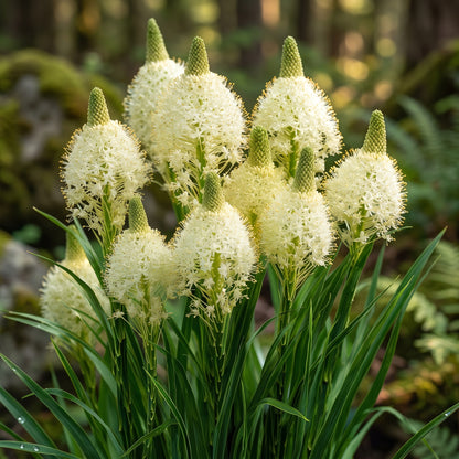 Bear Grass Seeds (Xerophyllum tenax) – Ornamental Bear Grass Seeds