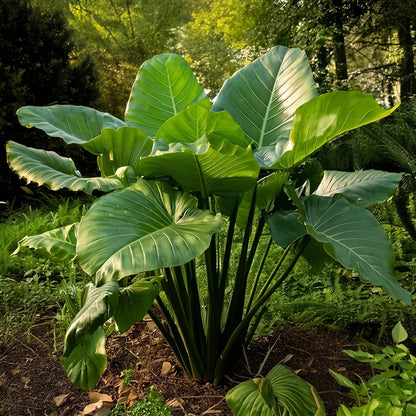Elephant Ear Bulbs (Colocasia esculenta) – Giant Elephant Ear Plant Bulbs