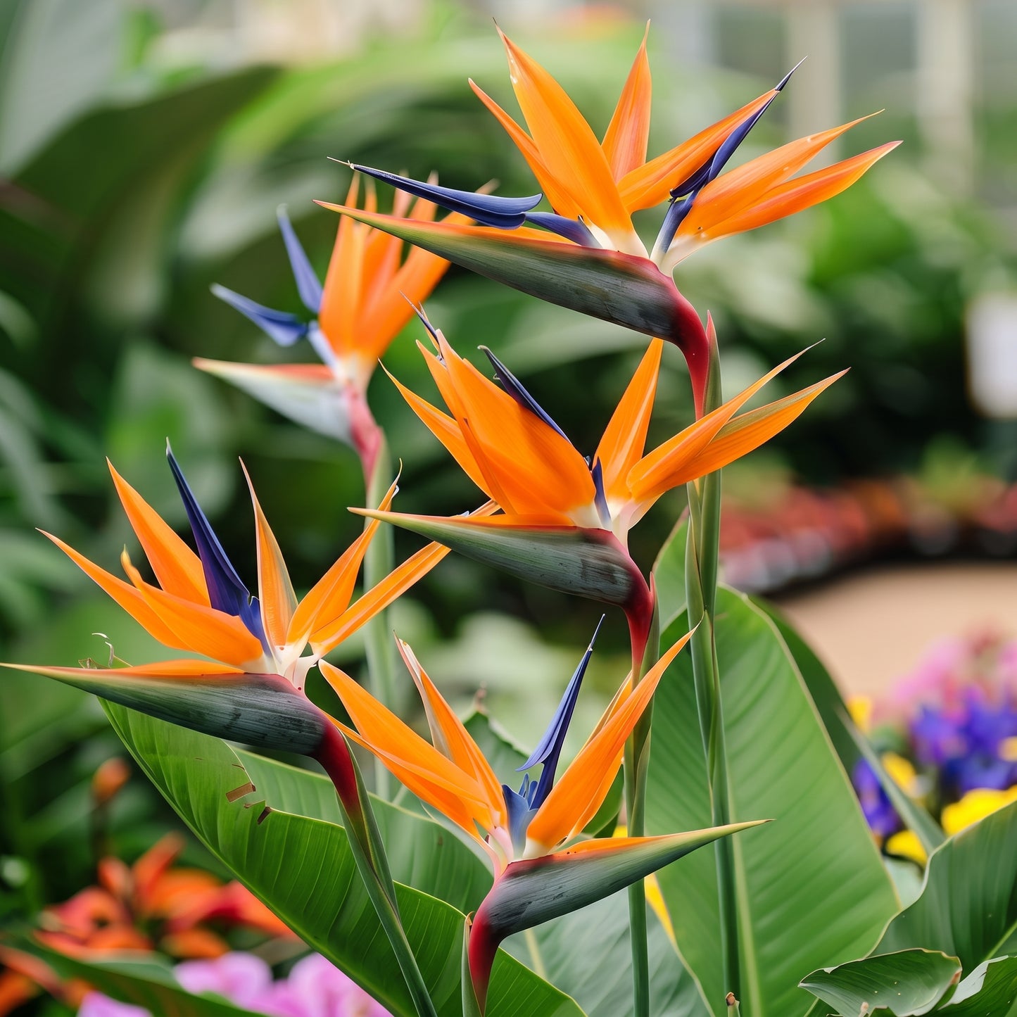 Bird of Paradise Seeds (Strelitzia reginae) – Tropical Bird Flower Seeds