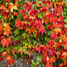 Climbing Ivy Seeds  – Boston Ivy Vine Seeds