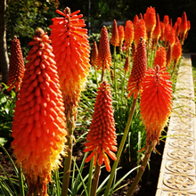 Torch Lily Flower Seeds for Decorative Outdoor Garden Borders