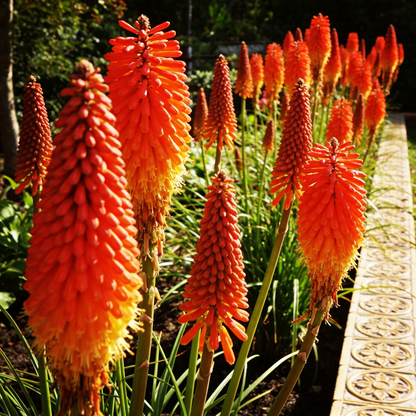Torch Lily Flower Seeds for Decorative Outdoor Garden Borders