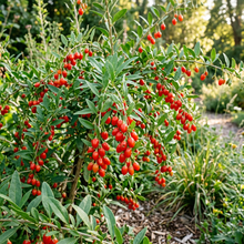 Goji Berry Seeds for Home Garden & Container Growing
