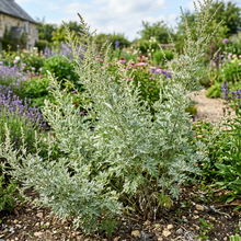 Wormwood Seeds (Artemisia absinthium) – Common Wormwood Herb Seeds