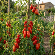 San Marzano Tomato Seeds – Heirloom Tomato Seeds for Home Garden