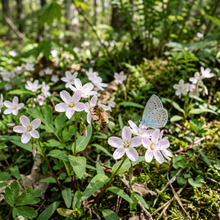 Virginia Spring Beauty Flower Seeds for Shade Gardens