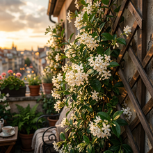 Climbing Jasmine Flower Seeds for Balcony & Trellis Gardens
